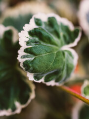 Green leaf