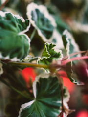 Green leaves