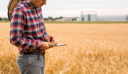 Caucasian Agronomist checking the field of cereals and sends data to the cloud from the tablet. Smart farming and digital agriculture concept.	
