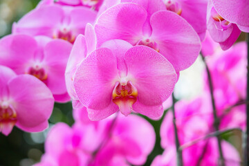 Naklejka na ściany i meble Beautiful Phalaenopsis Orchid flower blooming in garden floral background