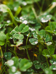 water drops on a green leaf