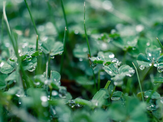 water drops on a grass