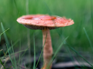 Mushroom in the forest