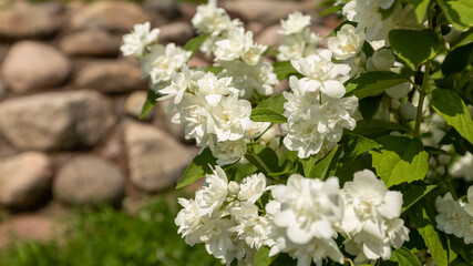 Flowering bush of white jasmine on a nature background. Terry jasmine. Selective focus