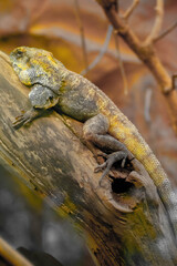 Lizard
