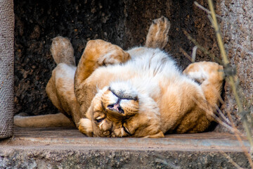 Naklejka premium Lioness