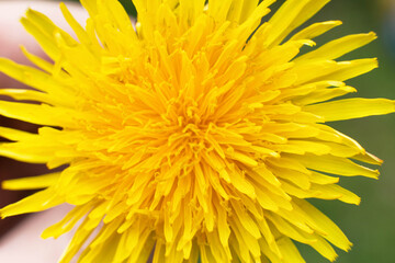 Yellow dandelion closeup background, summer