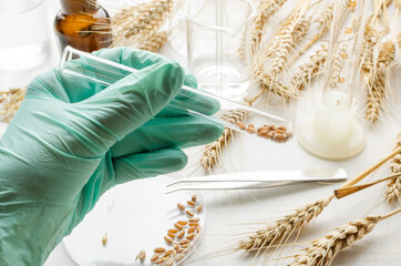 Closeup of scientist hand holding lab tube with wheat seeds.Concept of wheat testing