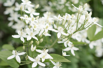 Small white flowers close-up on a green background. Natural flower background.