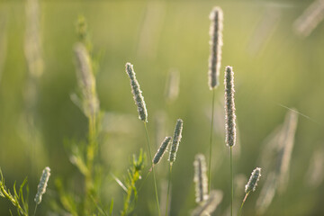 Fototapeta na wymiar Grass in the backlight on a green field in summer with beautiful bokeh (horizontal)