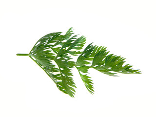 green carrot stalk isolated on white background