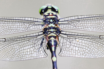 Dragonfly closeup
