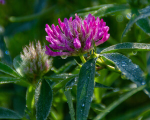 purple clover with water drops