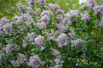 Blooming lilac Bush in the garden in summer