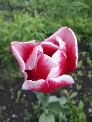 pink tulip flower