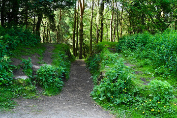A cut out path through a forest