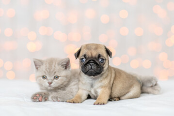 Pug puppy and baby kitten lies together on festive background. Empty space for text