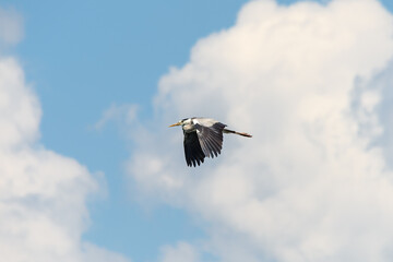 A Great Blue Heron Flying. A beautifully large wading bird flying high through the sky.