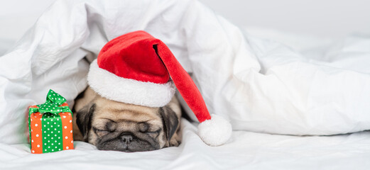 Pug puppy wearing red santa's hat lies under blanket on a bed at home with gift box. Empty space...