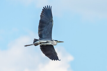 A Great Blue Heron Flying. A beautifully large wading bird flying high through the sky.