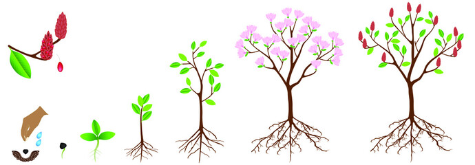 Cycle of growth of pink magnolia plant on a white background. © zxczxc80