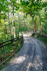 Curved wooden runway on a bridge in the middle of the forest among tall trees