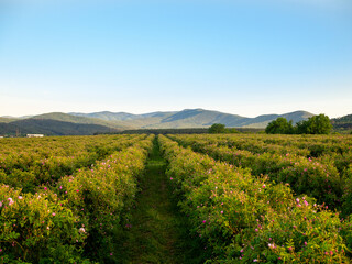 Fototapeta na wymiar Rose fields in the Rose Valley near Kazanlak Bulgaria. bushes without petals