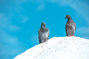 Two pigeons standing on a white rock against the blue sky communicate