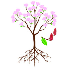 Fototapeta premium Parts of pink magnolia tree on a white background.