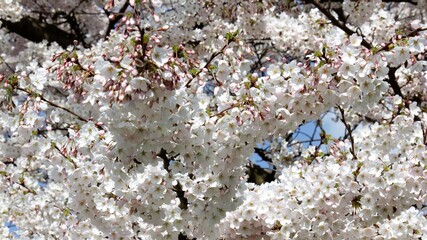 Blooming cherry tree