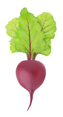 Fresh whole beet with leaves isolated on a white background.