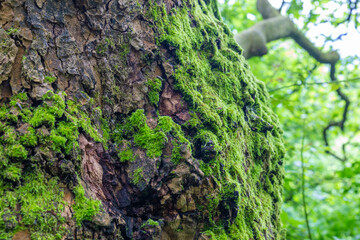 Old mossy trunk in a forest