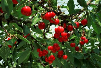 Obraz premium 真っ赤なさくらんぼ