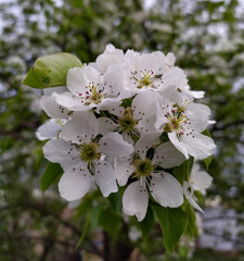 Pear tree blooming