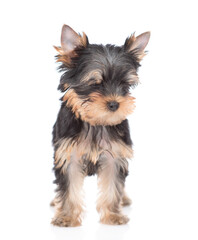 Yorkshire Terrier puppy stands in front view and looks away. Isolated on white background