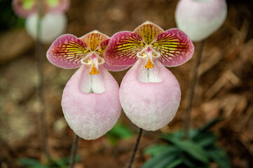 Paphiopedilum micranthum at orchids exhibition in Klosterneuburg