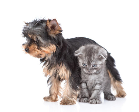Yorkshire Terrier puppy and kitten  stand together. Isolated on white background