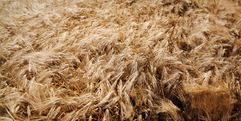Yellow grain ready for harvest growing in a farm field