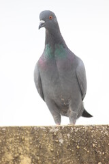 bird