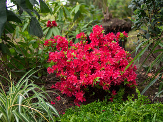 Flowering red Rhododendron in Avignon Palais des Papes garden
