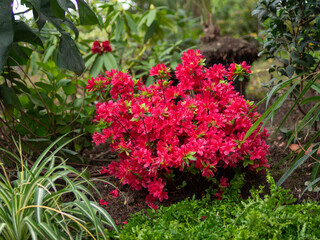 Fototapeta na wymiar Flowering red Rhododendron in Avignon Palais des Papes garden