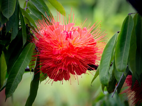 Panama Flame Tree (Brownea macrophylla) in Gardens by the Bay, Singapore