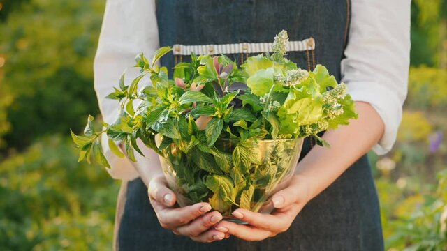 Farmer holds a bowl with mint, melissa and barberry - ingredients for soft drinks and tea