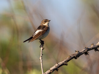 European Pied Flycatcher (Ficedula hypoleuca) in Camargue, France