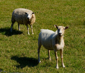 Obraz premium Abgeschorren Bruder 