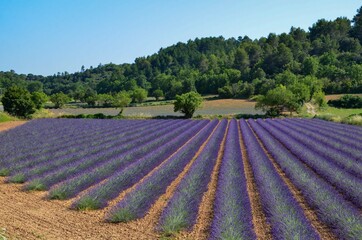 Lavender field in Provence, France, cultivation in rows, organic farming, olive trees, forest in the background