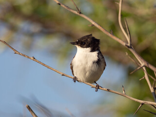 European Pied Flycatcher - Ficedula hypoleuca in Camargue, France