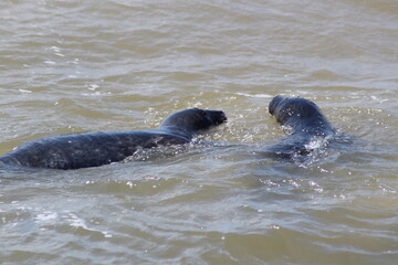 Fototapeta premium Earless seal in the sea.