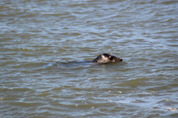 Fototapeta premium Earless seal in the sea.