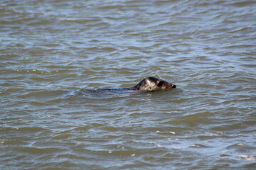 Earless seal in the sea.